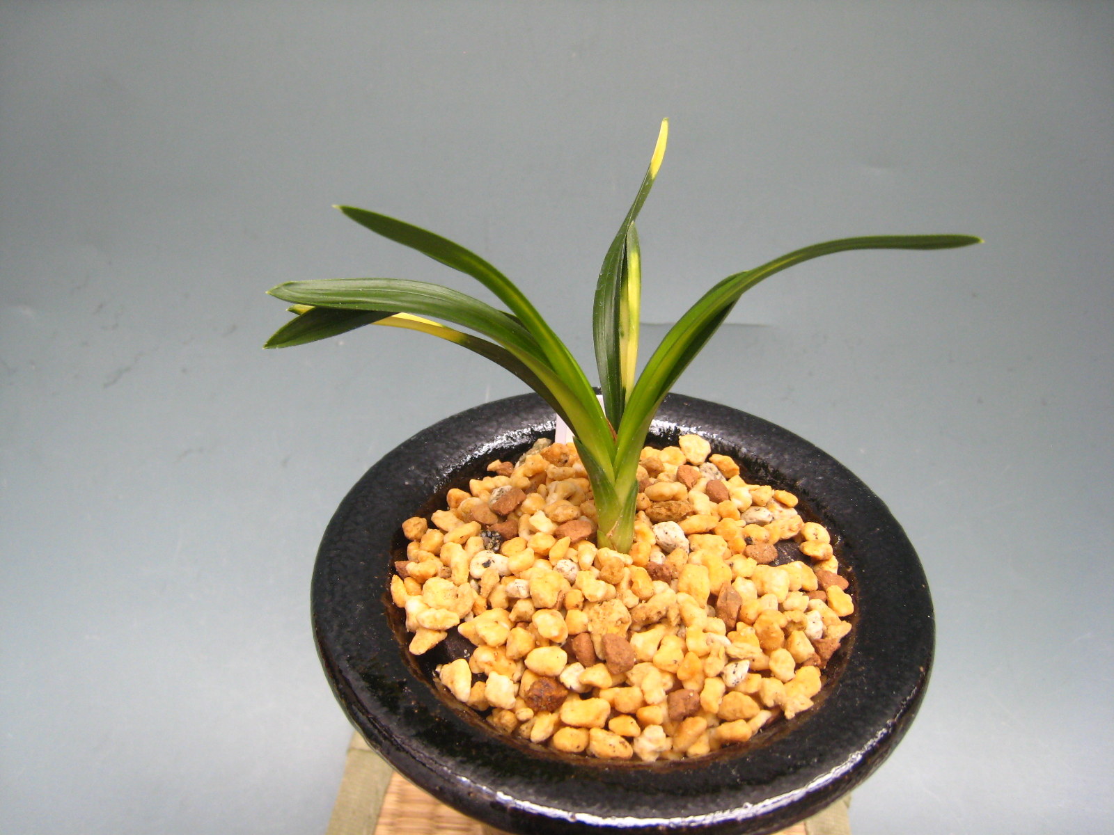 Y-216 韓国春蘭 [五山] 松永蘭園