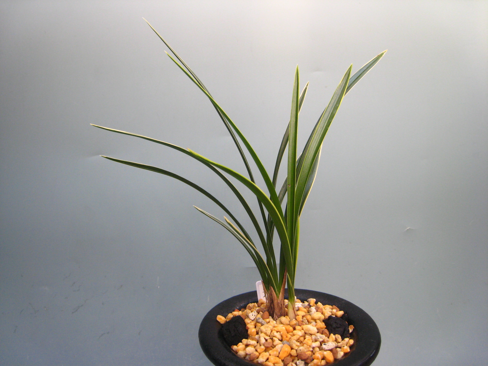 中国天山の植物 | 近田 文弘, 清水 建美 |本 | 通販 | Amazon