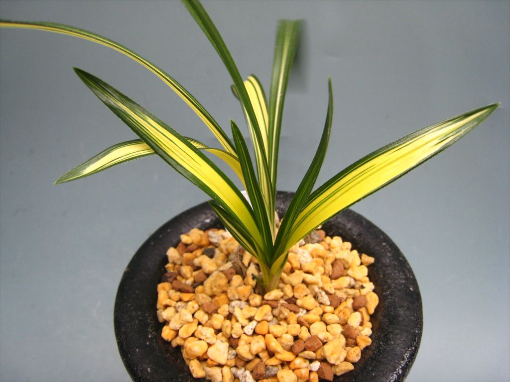 春蘭　韓国春蘭　金閣宝　お得品 日本春蘭・韓国春蘭・中国春蘭・「高麗宝」