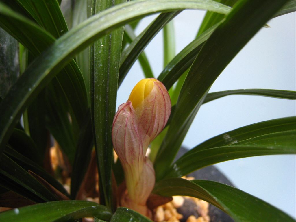 日本春蘭・韓国春蘭・中国春蘭・「満天」