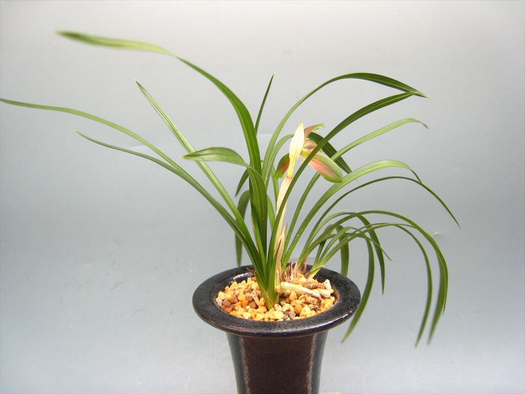 韓国春蘭 『神秘』 日本春蘭