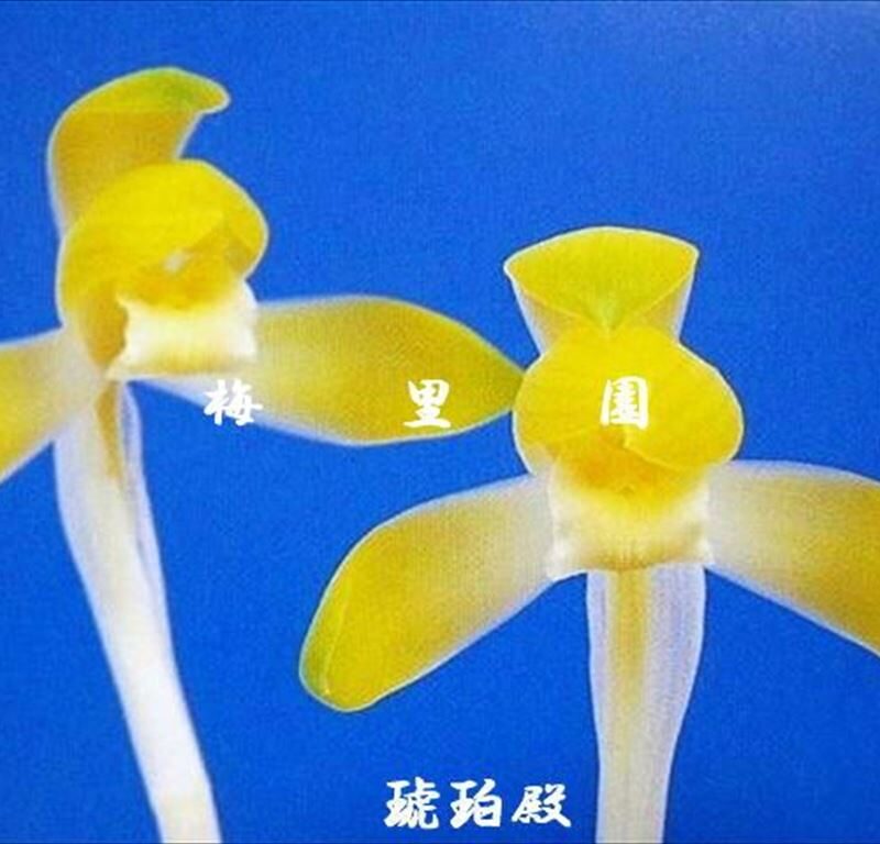 鉢植え ☆日本春蘭 愛知県三河産 自然種 極黄花 蕾１ 完全遮光
